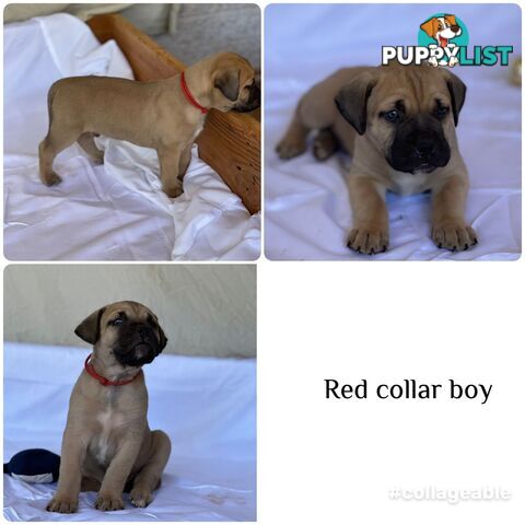 BOERBOEL X Bullmastiff puppies