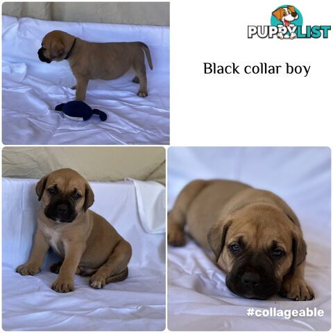 BOERBOEL X Bullmastiff puppies