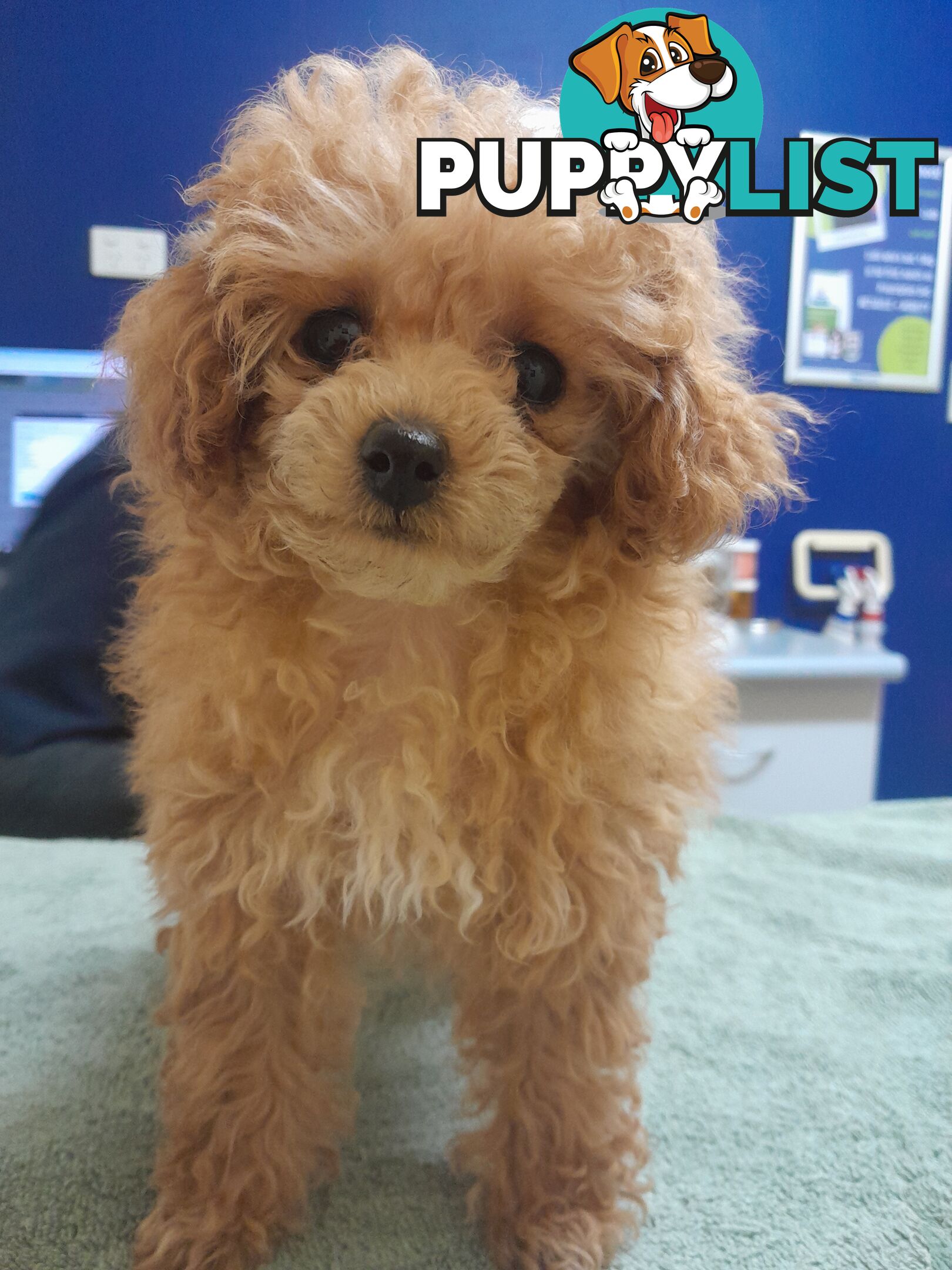 TEACUP POODLE PUPPY