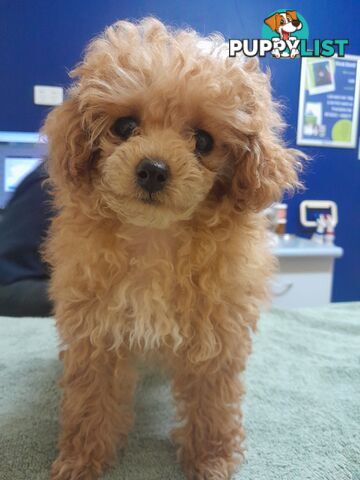 TEACUP POODLE PUPPY