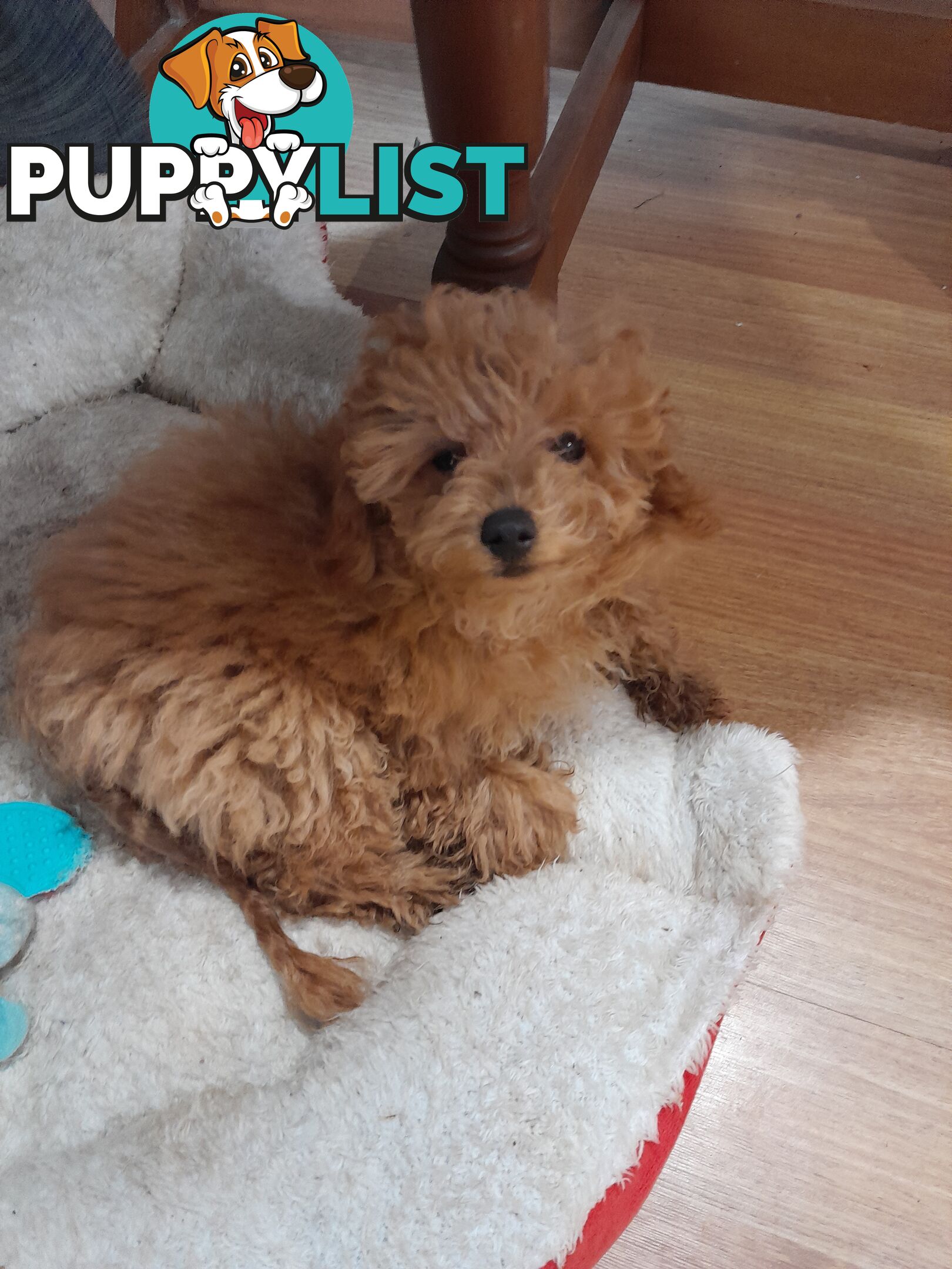 TEACUP POODLE PUPPY