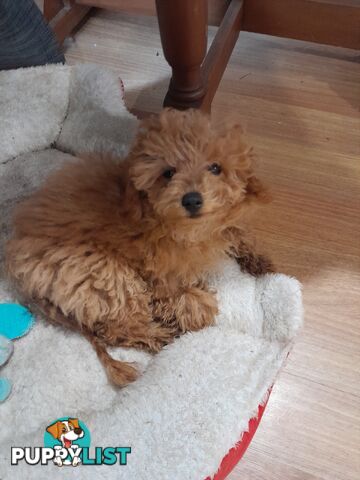 TEACUP POODLE PUPPY
