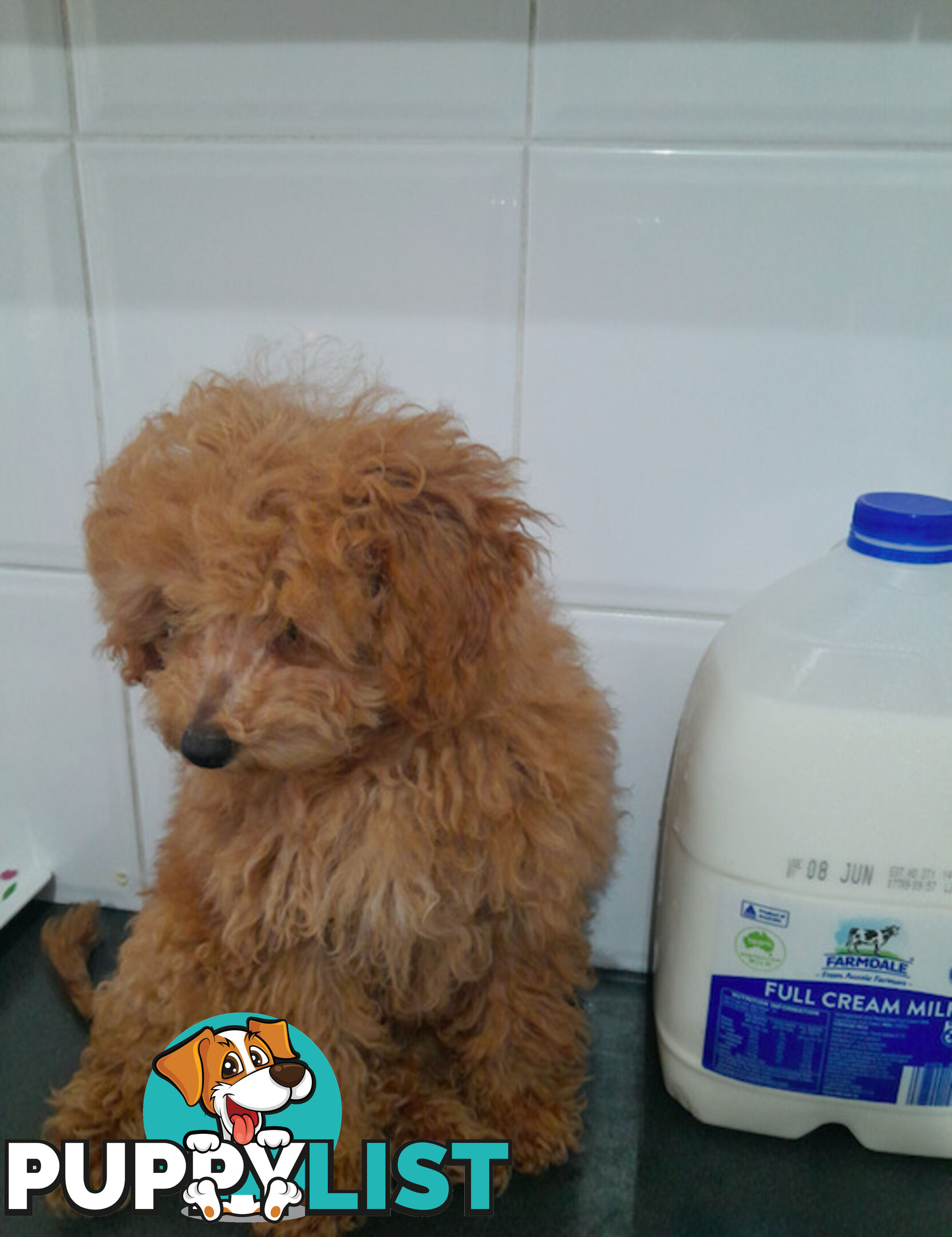TEACUP POODLE PUPPY