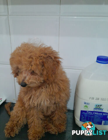 TEACUP POODLE PUPPY