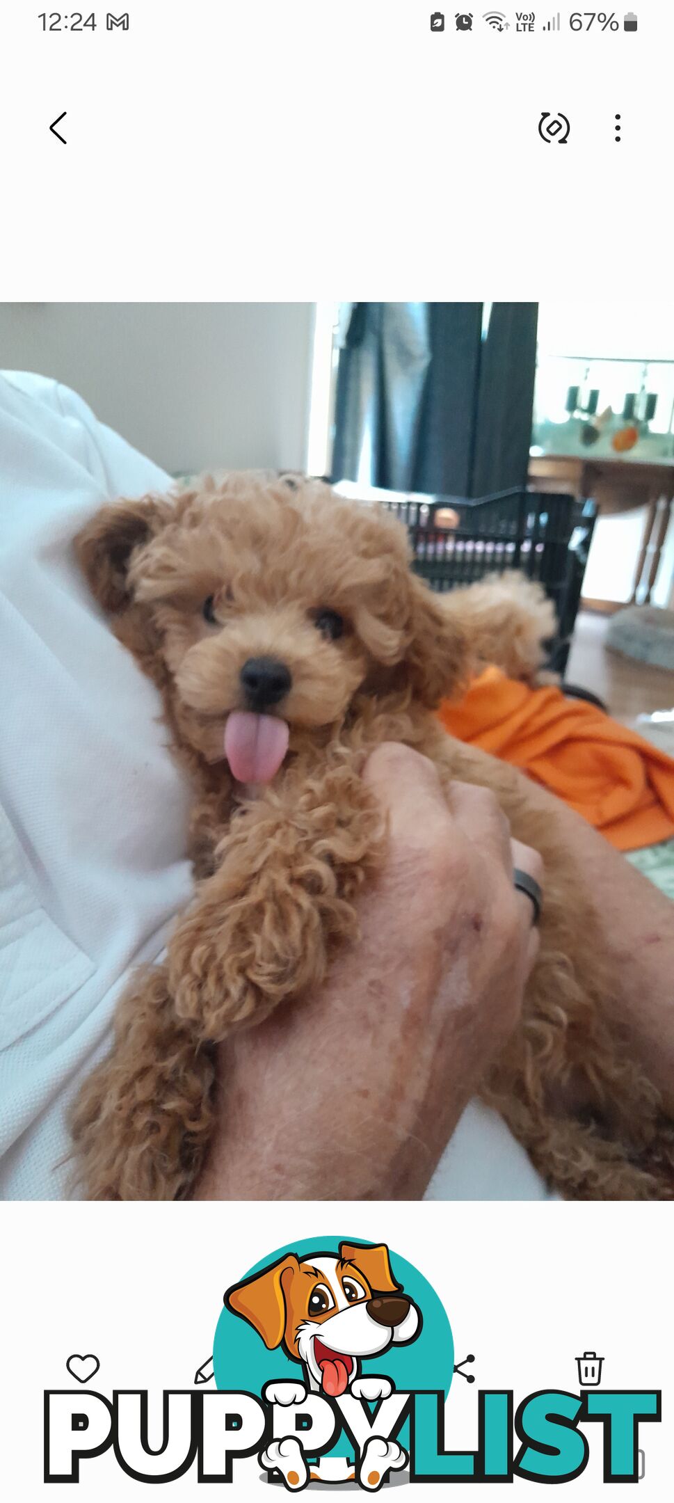 TEACUP POODLE PUPPY