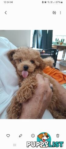 TEACUP POODLE PUPPY