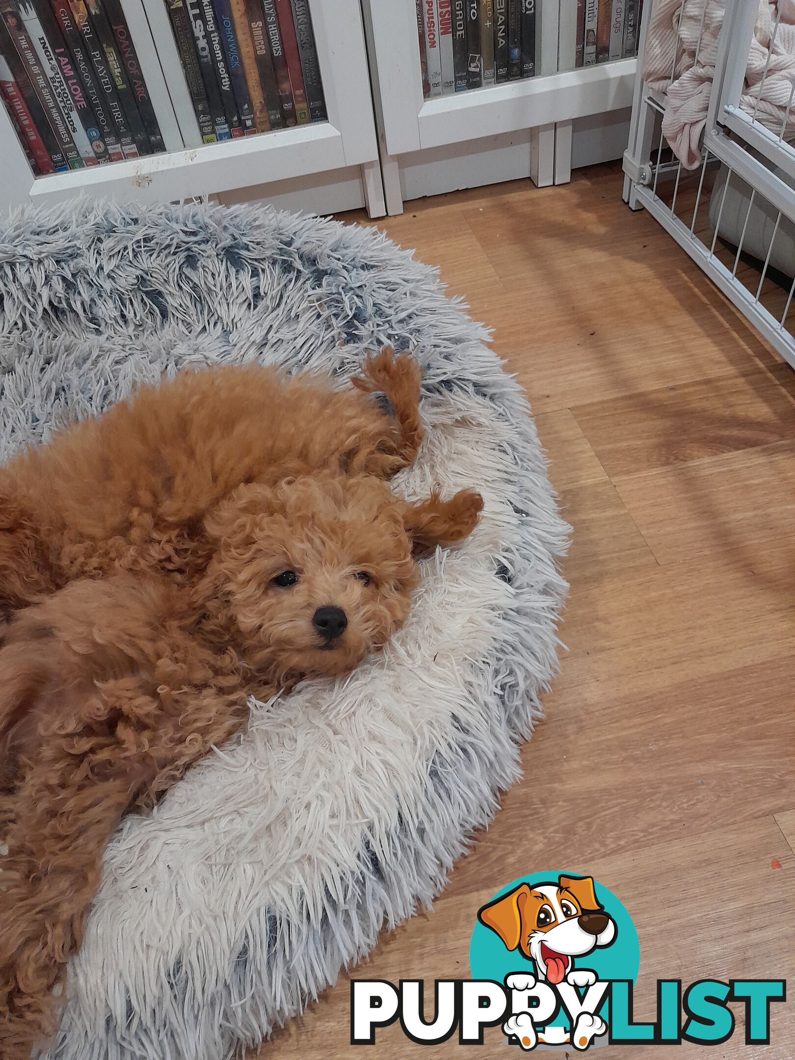 TEACUP POODLE PUPPY