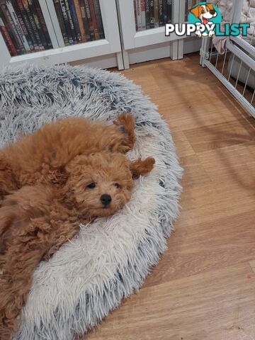 TEACUP POODLE PUPPY