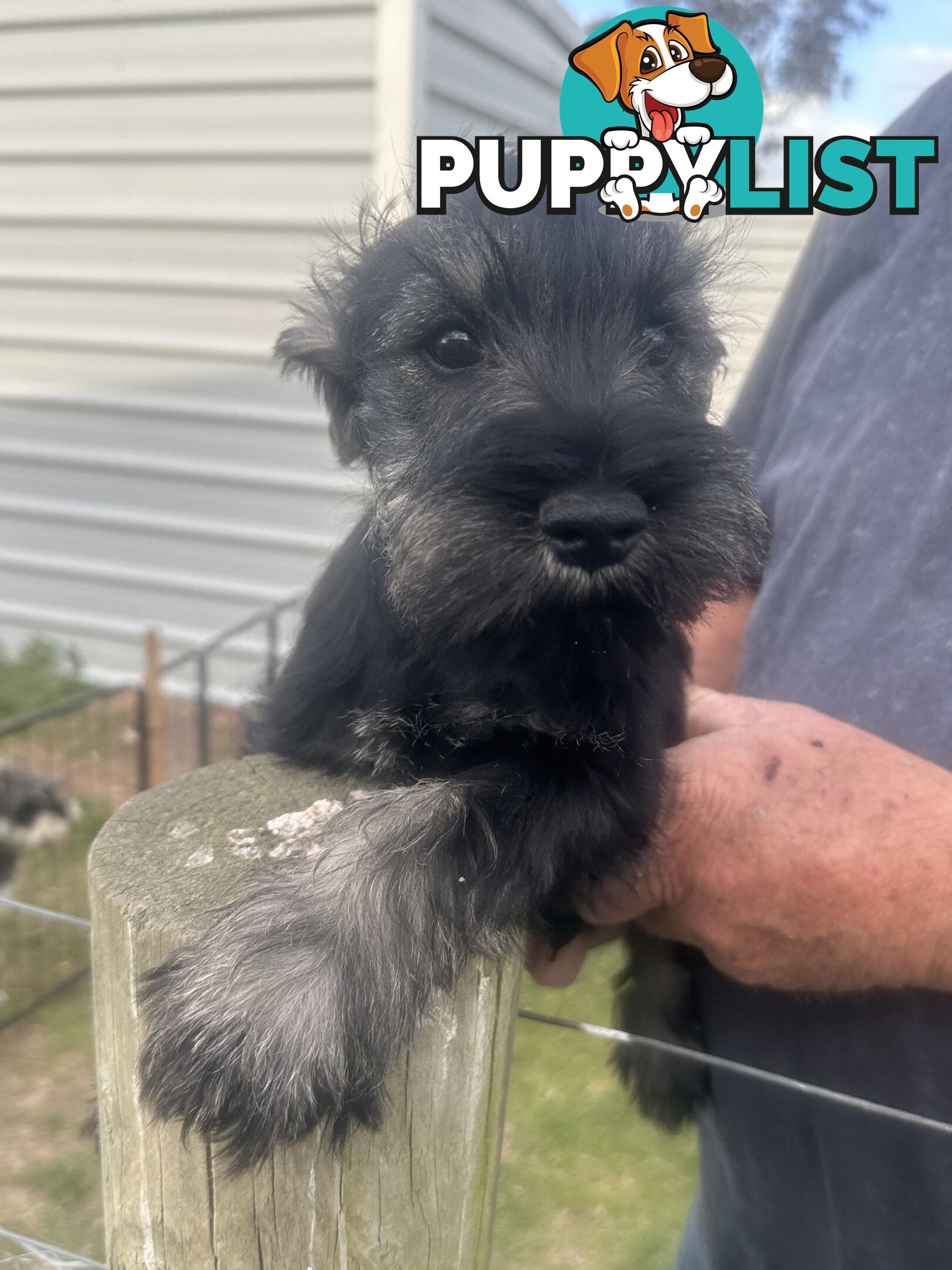 Minature Schnauzer Puppies