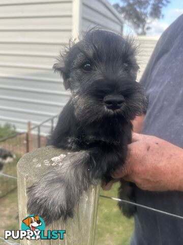 Minature Schnauzer Puppies