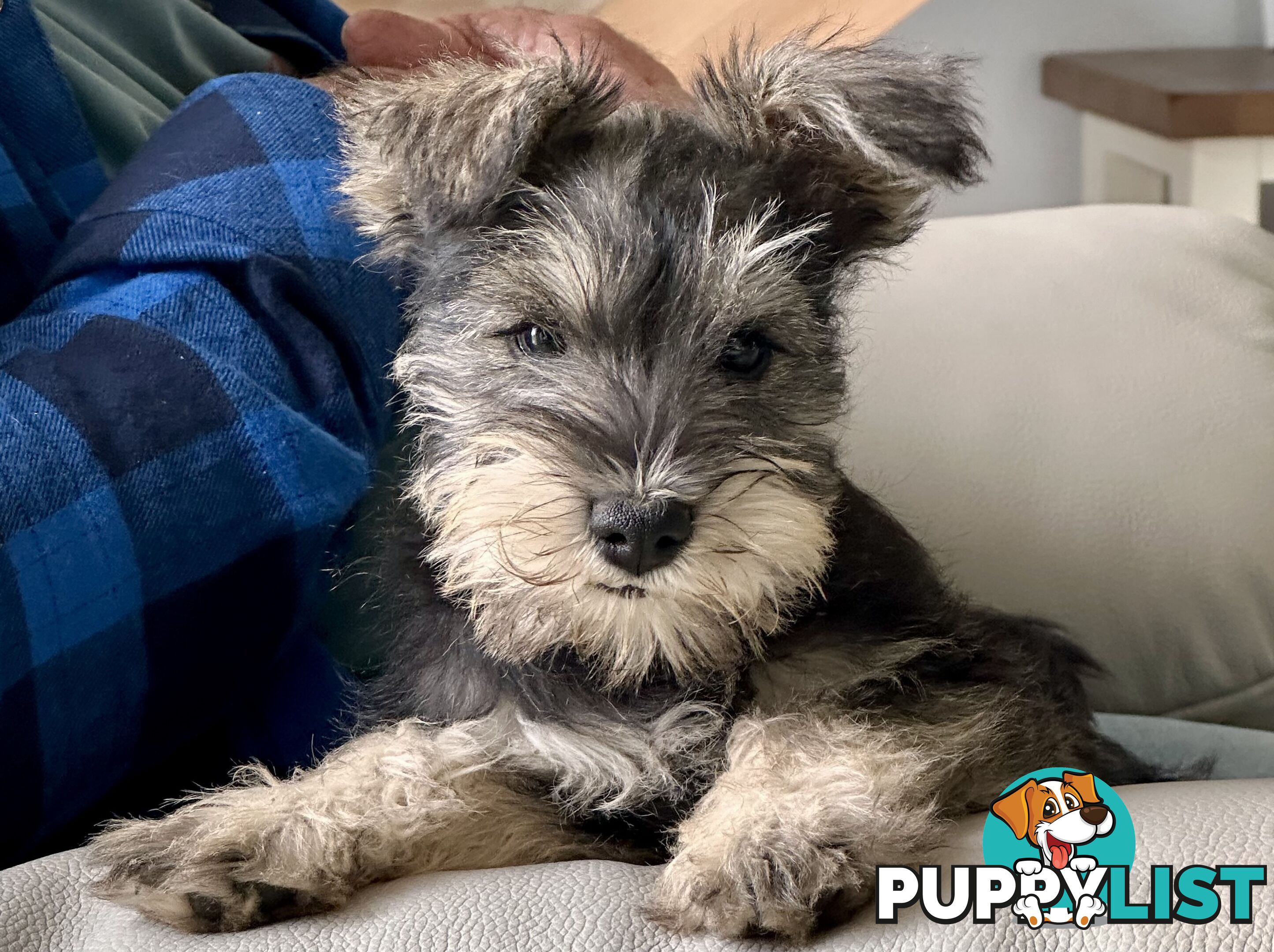 Minature Schnauzer Puppies