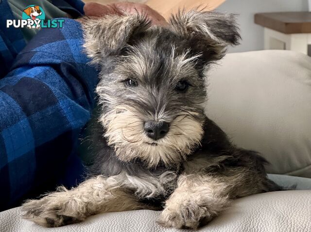 Minature Schnauzer Puppies