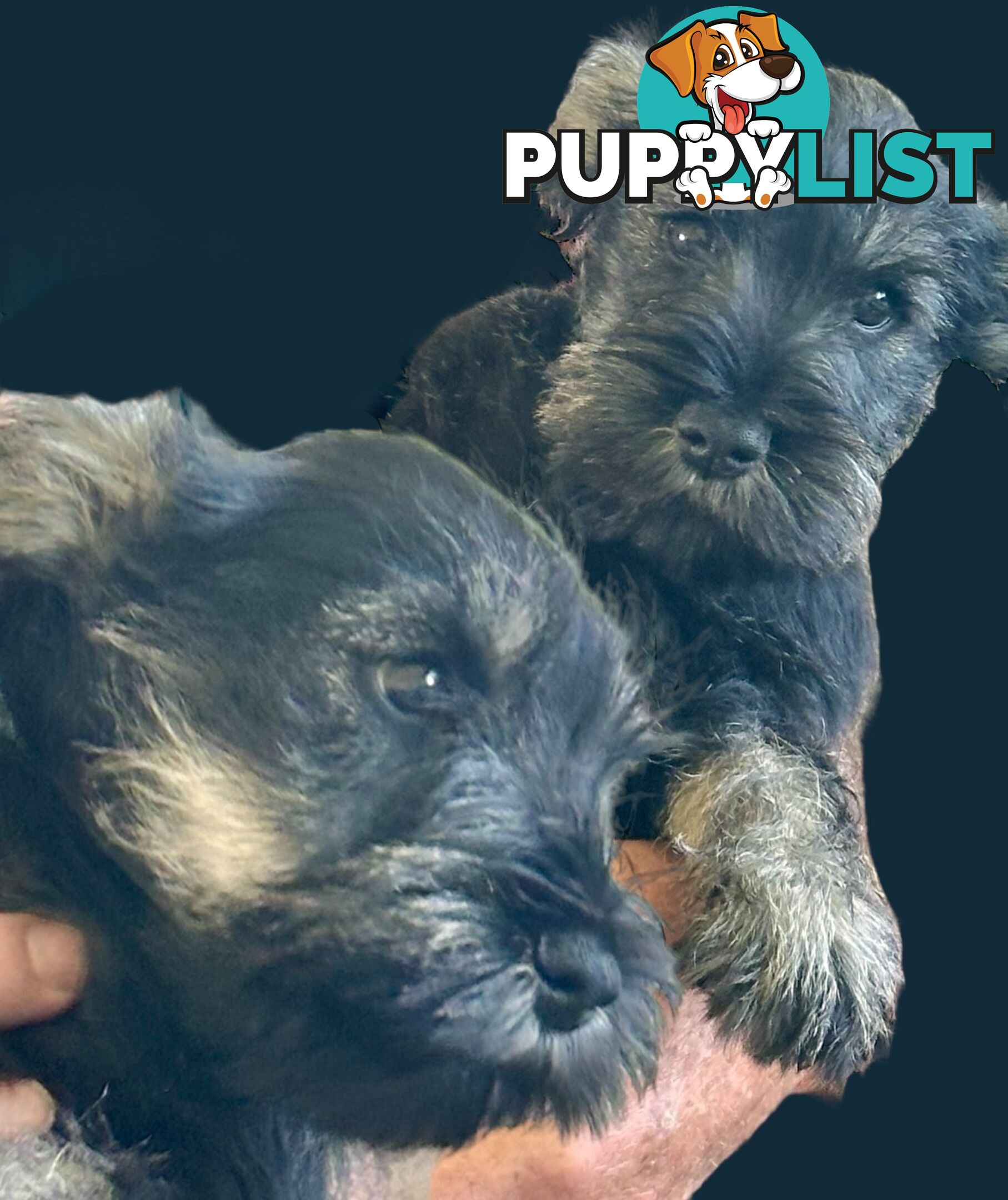 Minature Schnauzer Puppies