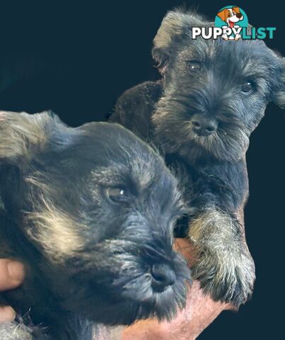 Minature Schnauzer Puppies