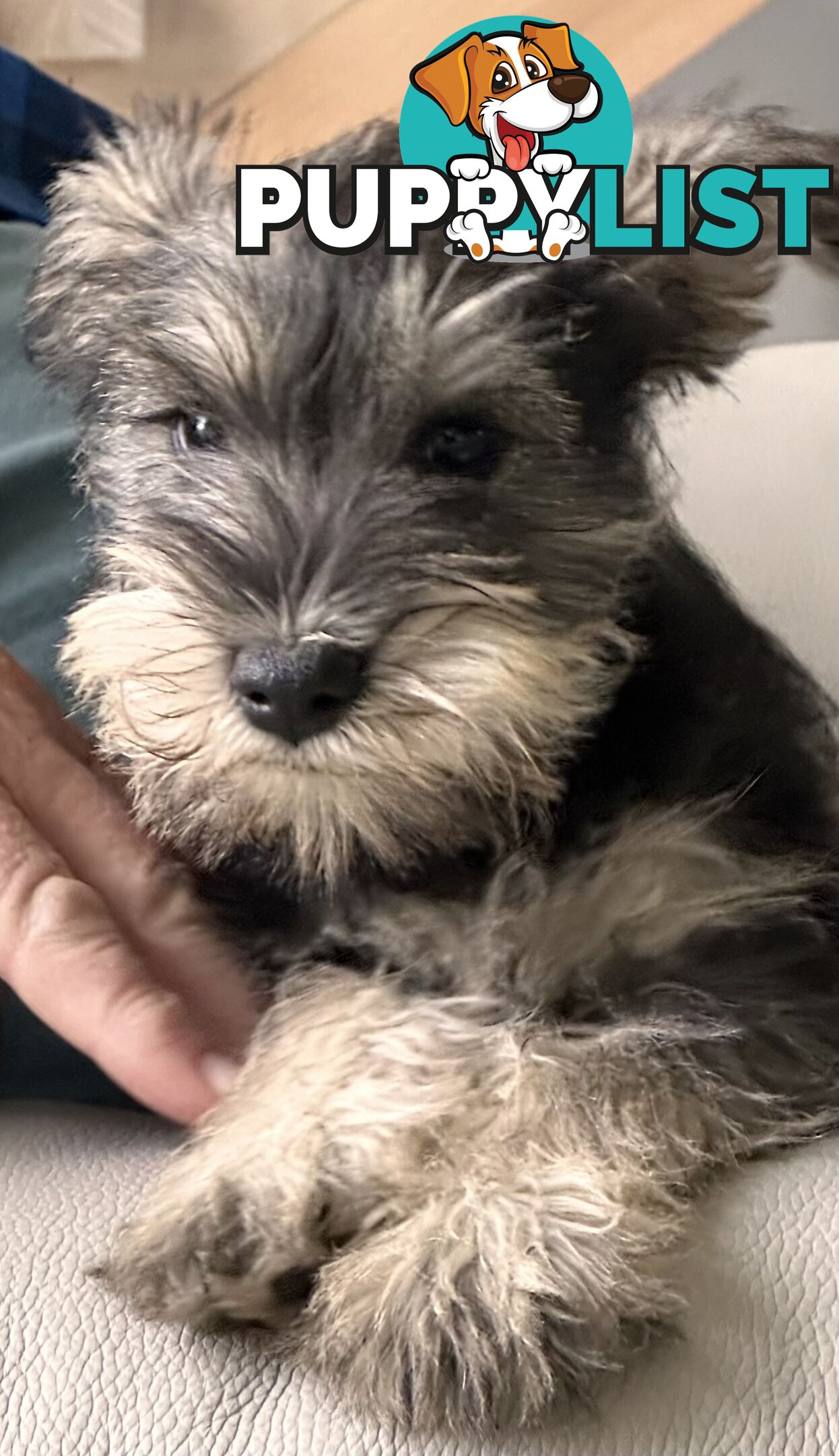 Minature Schnauzer Puppies