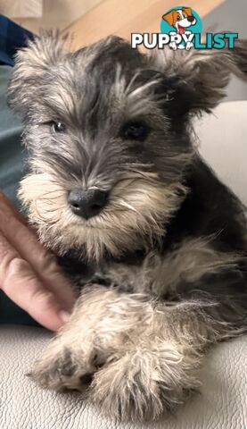 Minature Schnauzer Puppies