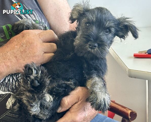 Minature Schnauzer Puppies