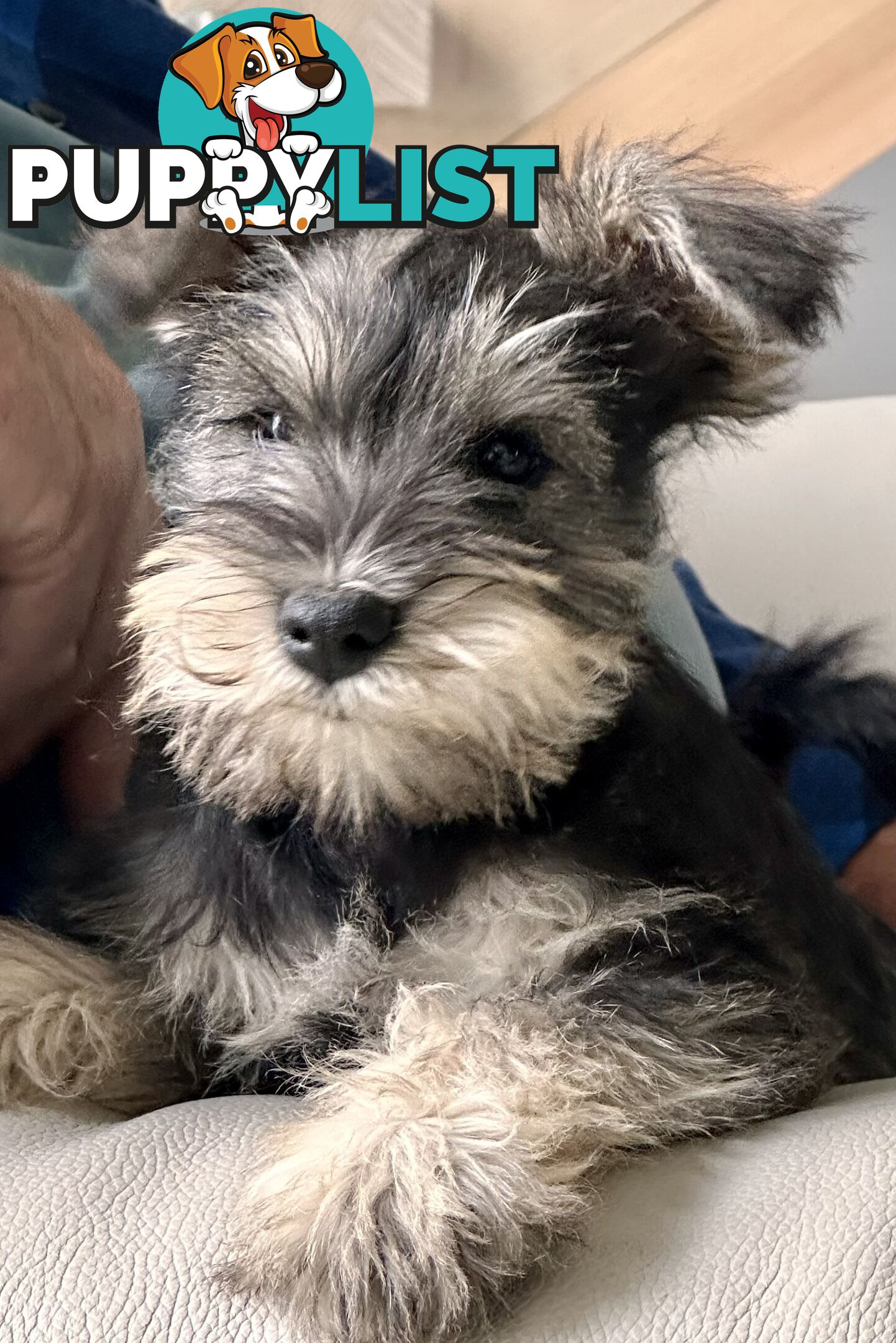 Minature Schnauzer Puppies