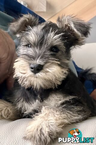 Minature Schnauzer Puppies