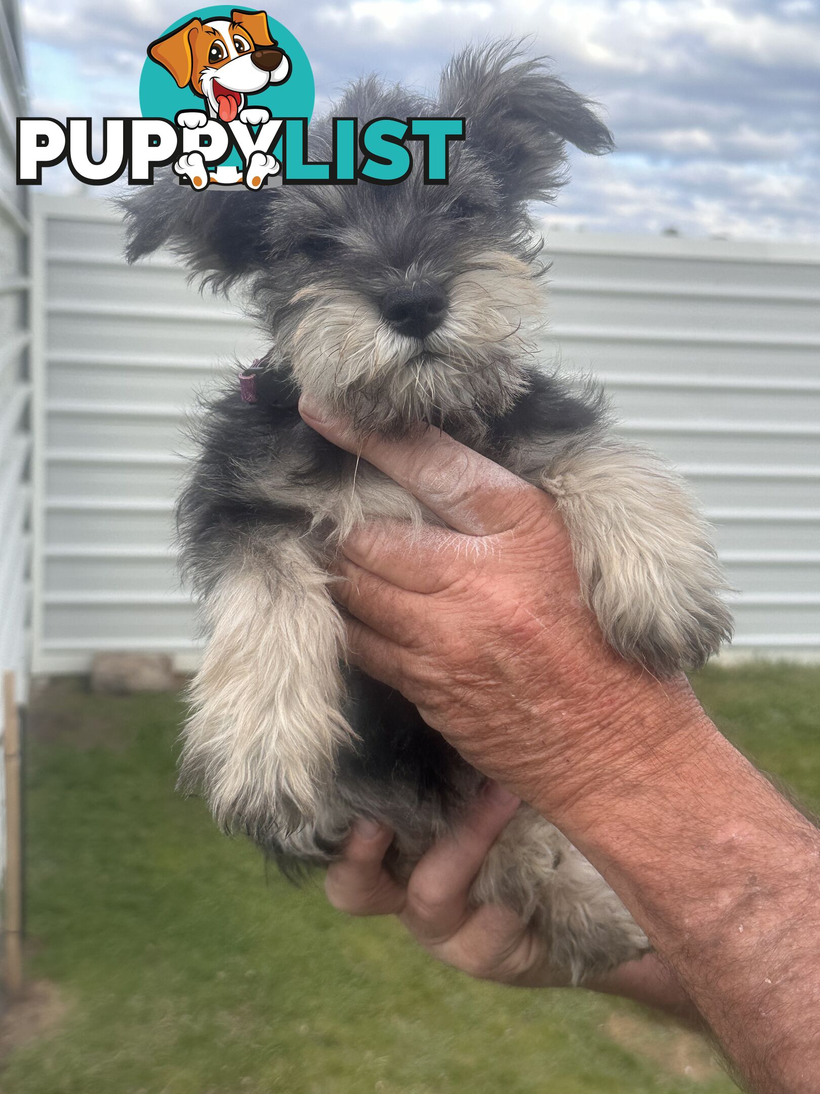 Minature Schnauzer Puppies