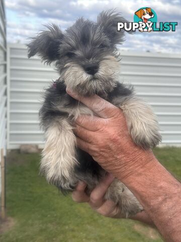 Minature Schnauzer Puppies