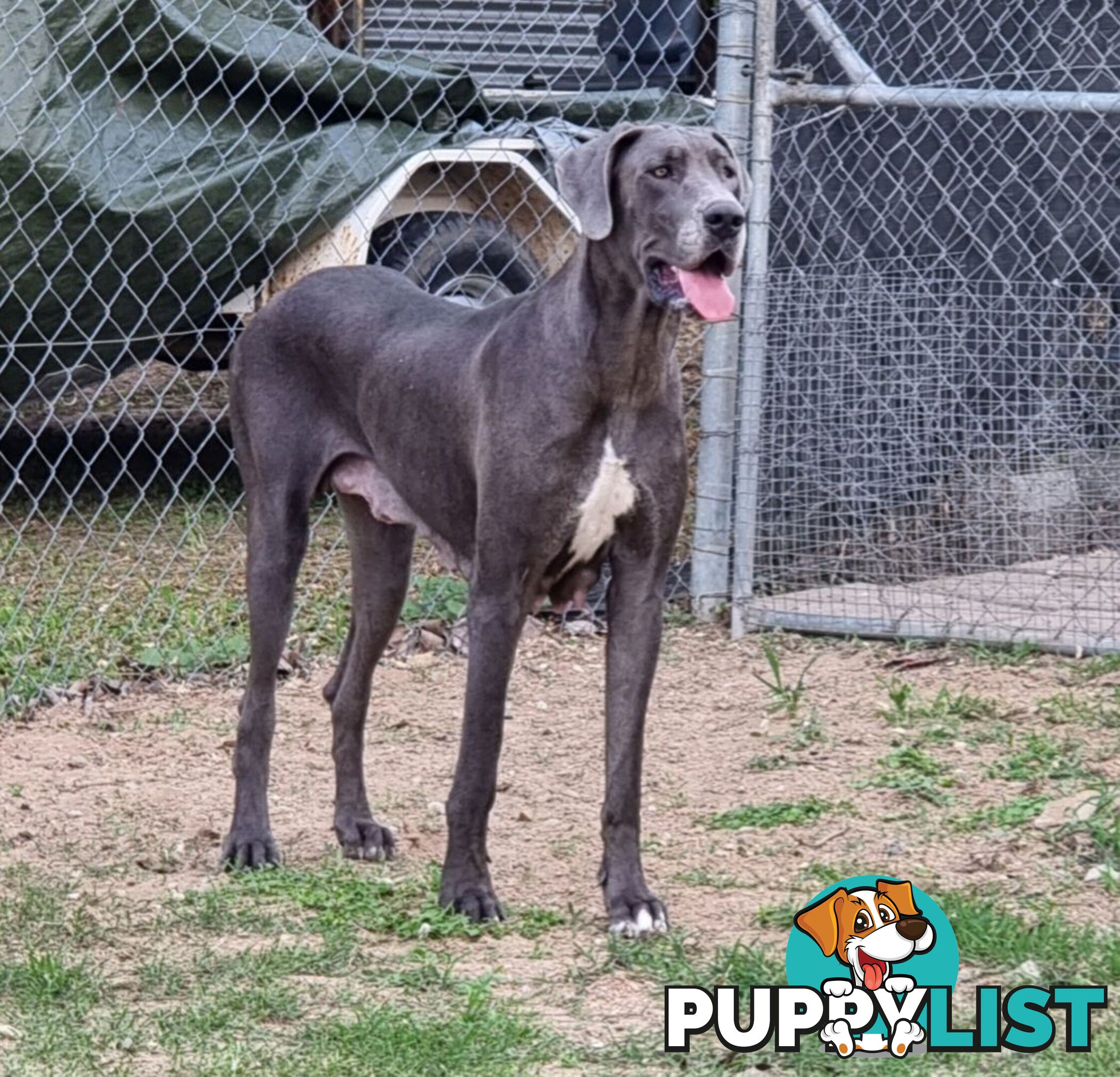 Great dane puppys