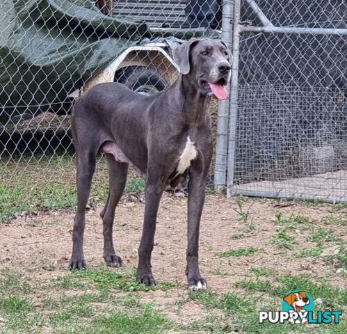 Great dane puppys