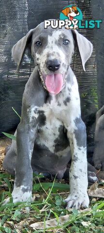 Great dane puppys