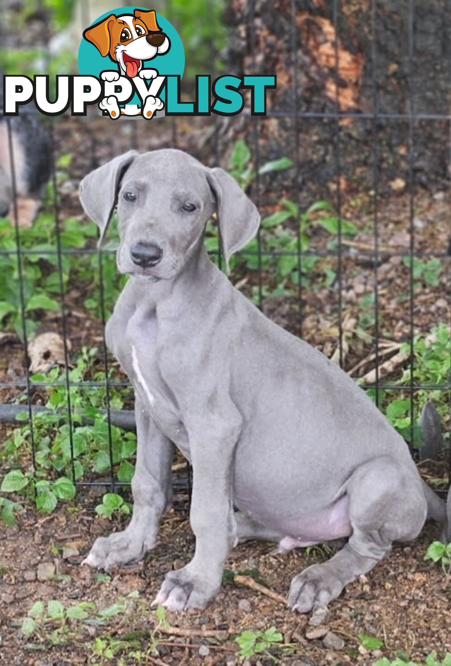 Great dane puppys