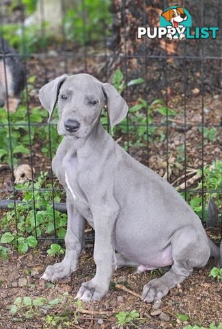 Great dane puppys