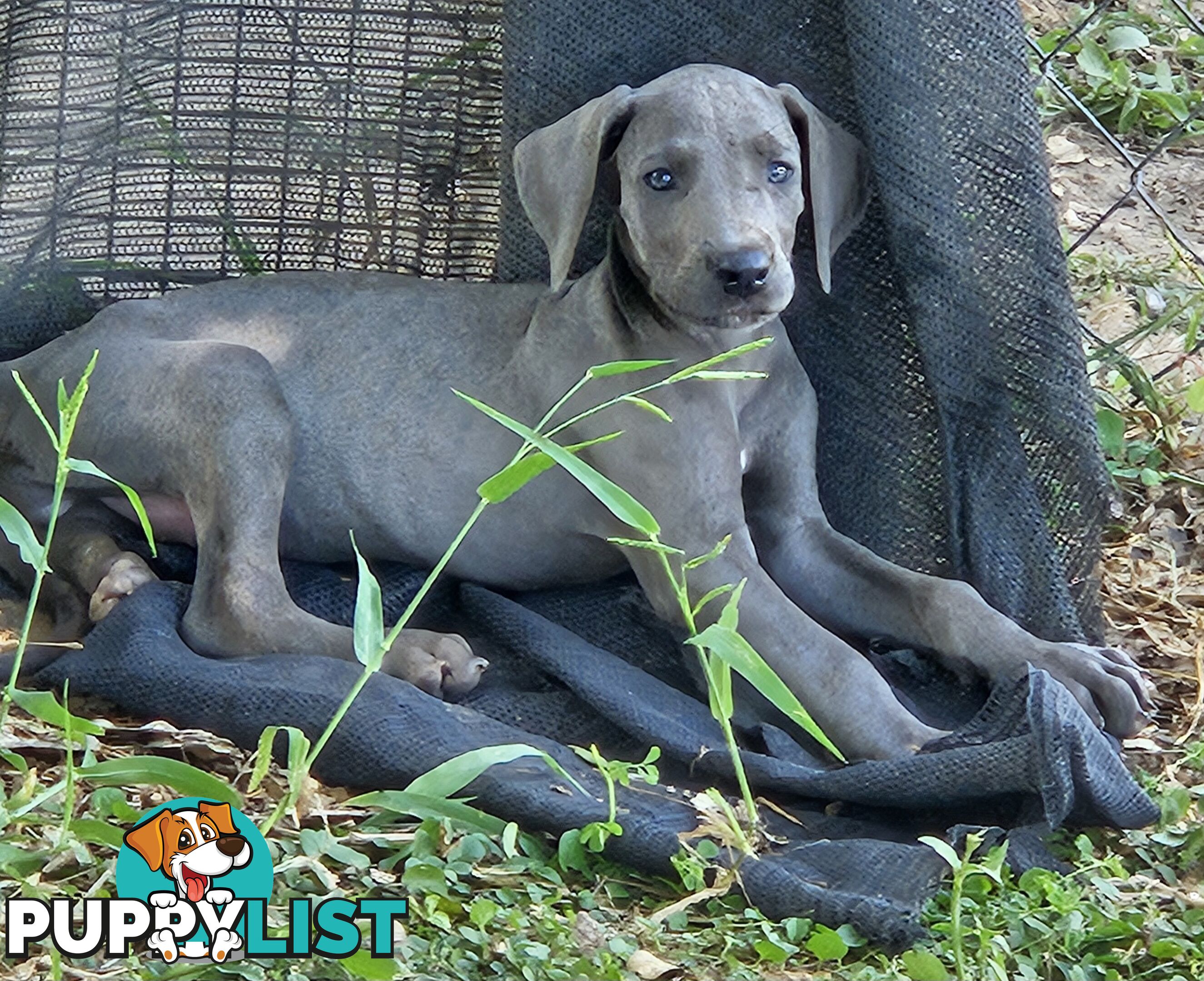 Great dane puppys