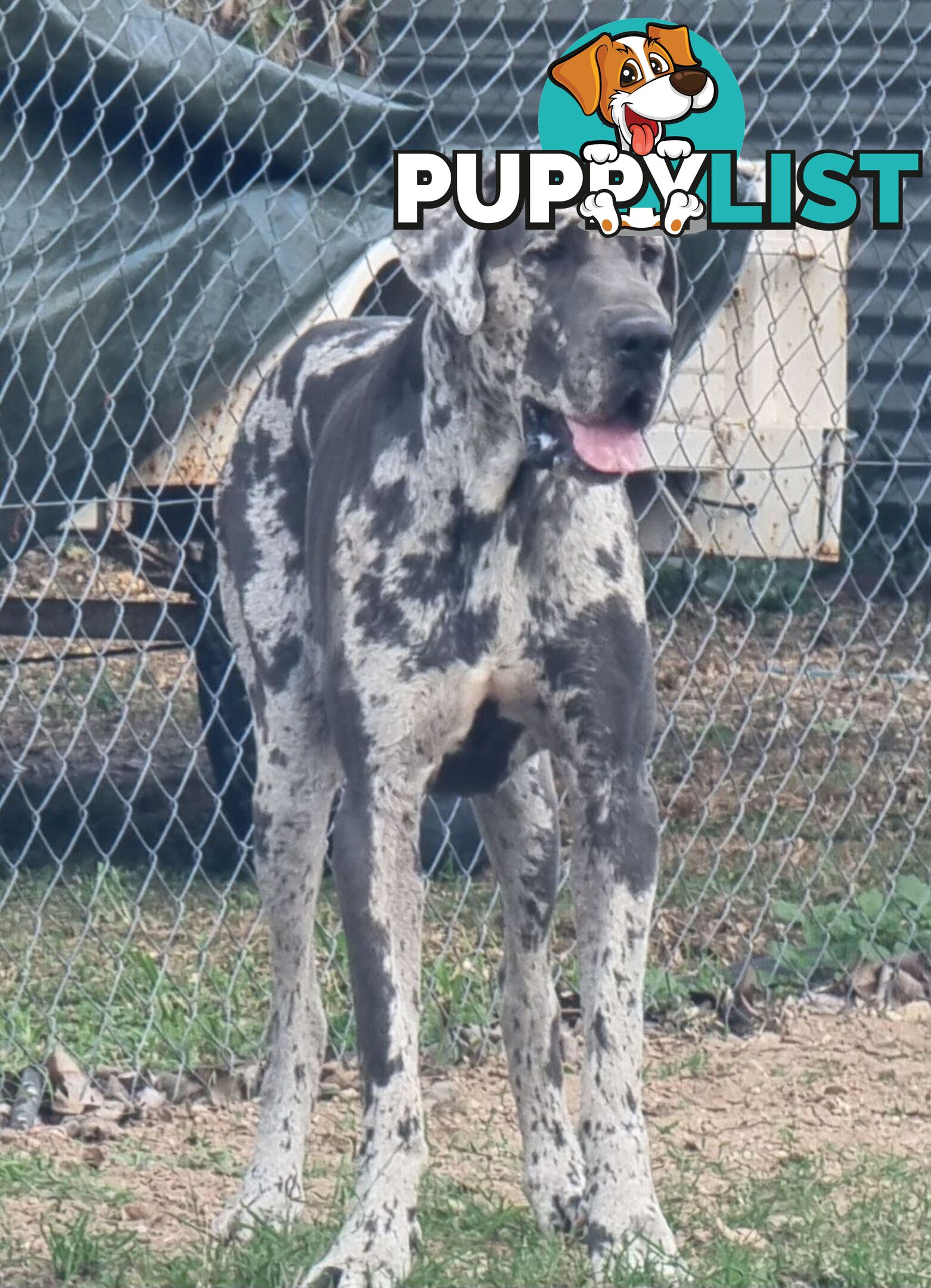 Great dane puppys