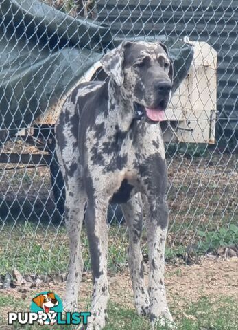 Great dane puppys