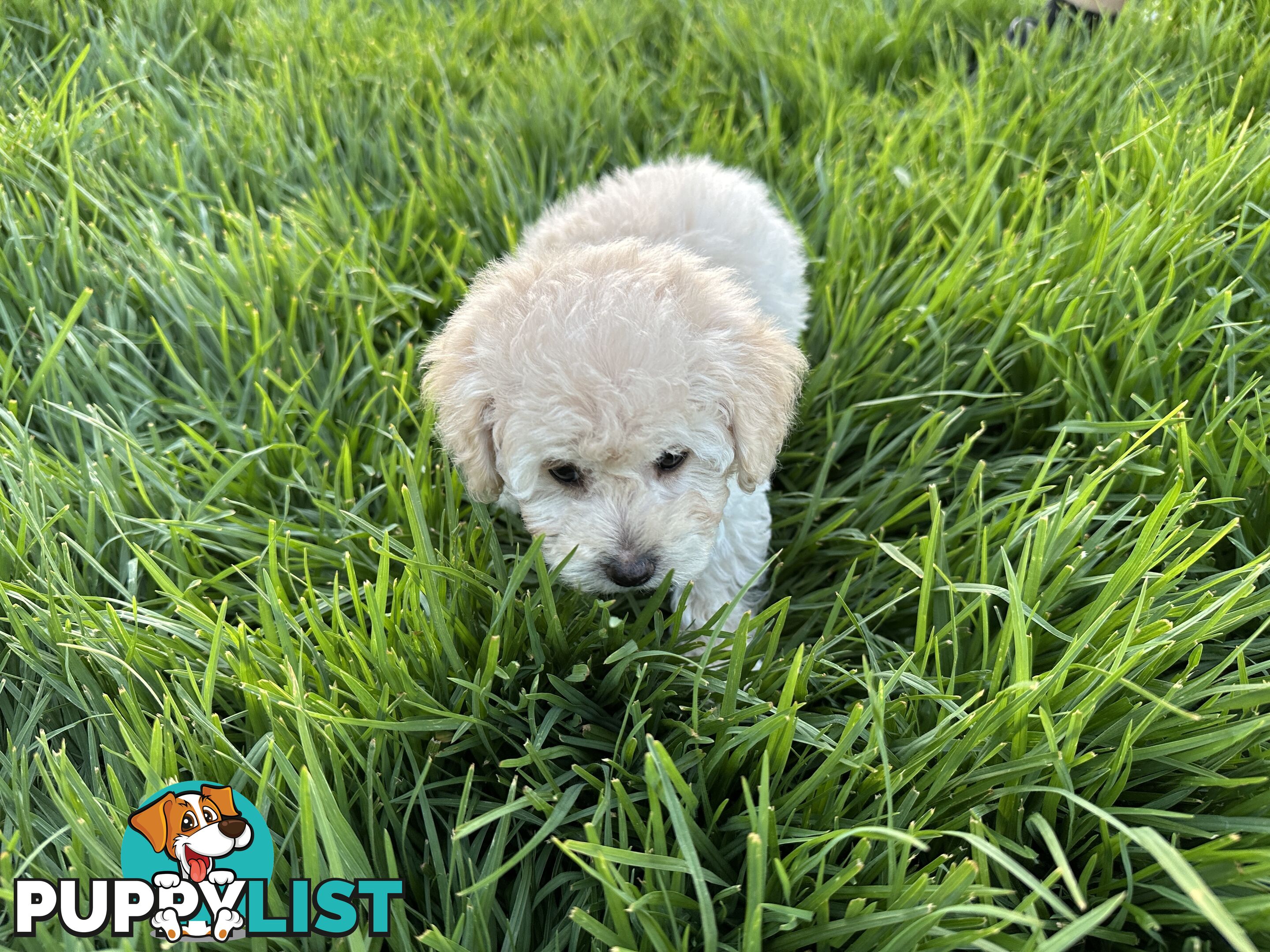 Female Moodle Puppies | 3/4 Toy Poodle, 1/4 Maltese