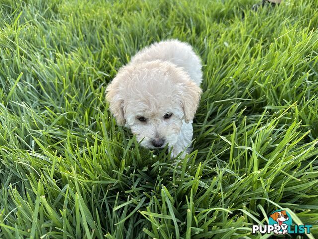 Female Moodle Puppies | 3/4 Toy Poodle, 1/4 Maltese