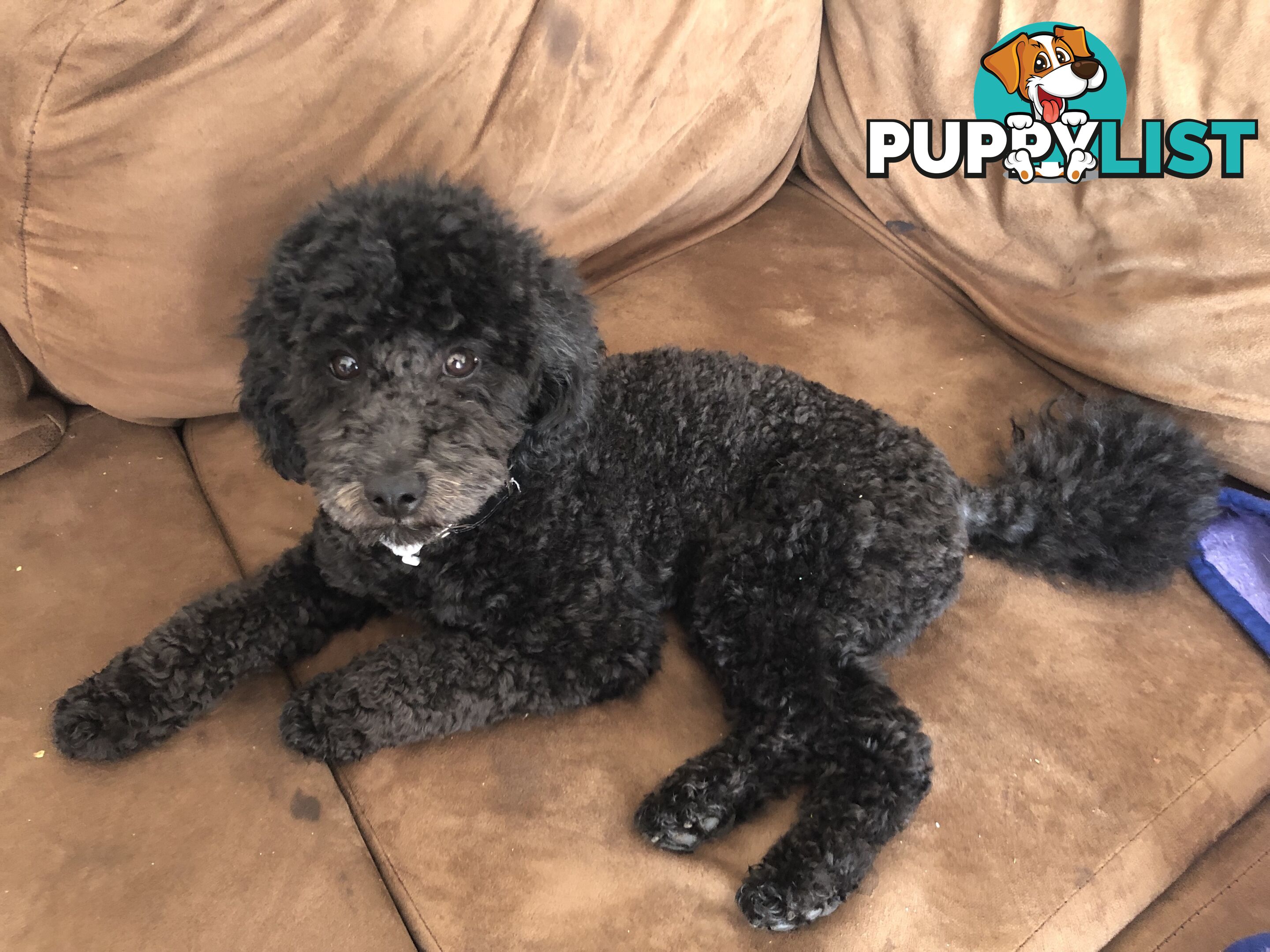 Female Moodle Puppies | 3/4 Toy Poodle, 1/4 Maltese