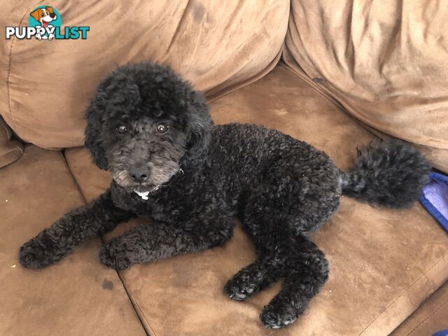 Female Moodle Puppies | 3/4 Toy Poodle, 1/4 Maltese