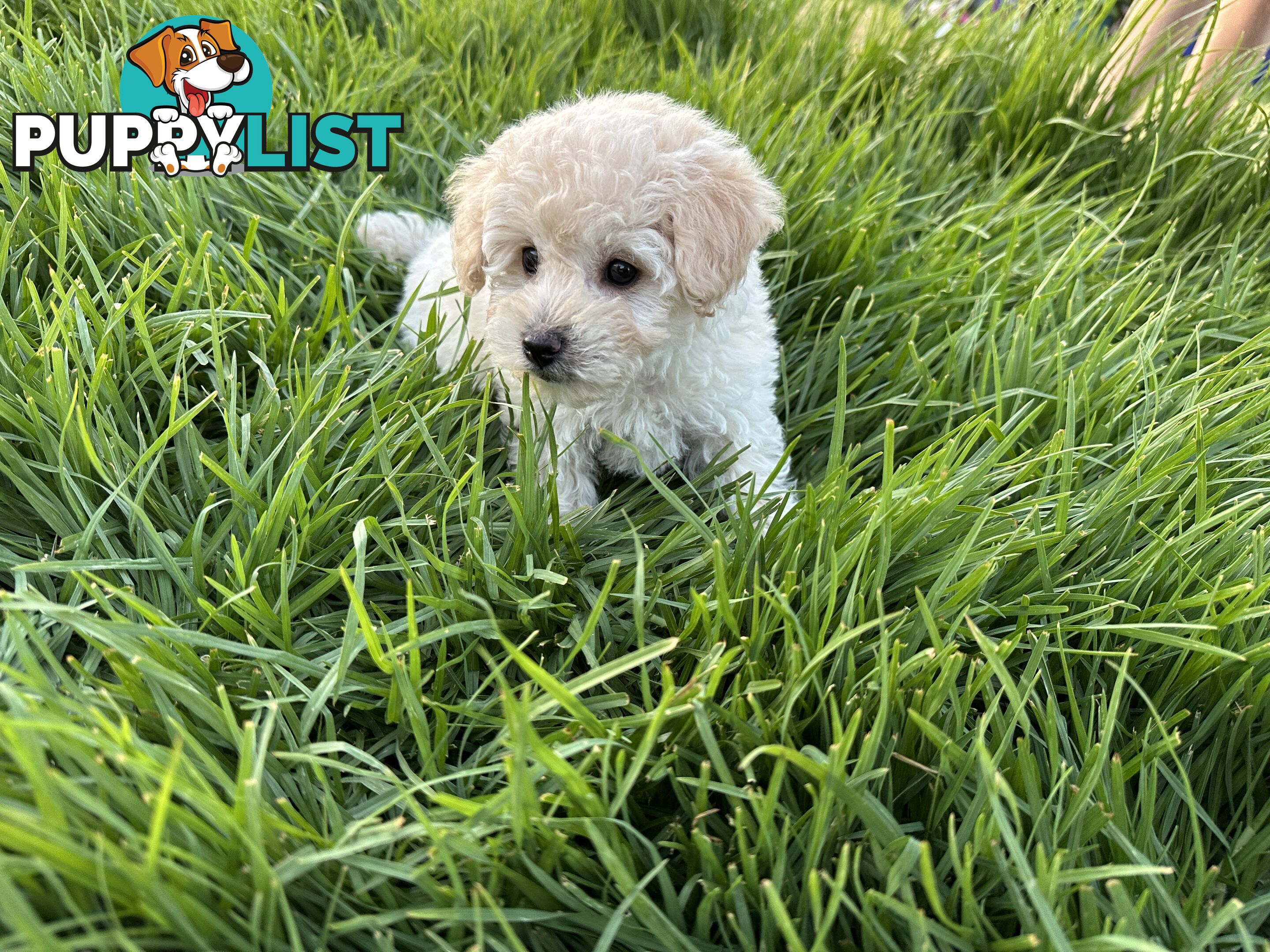 Female Moodle Puppies | 3/4 Toy Poodle, 1/4 Maltese