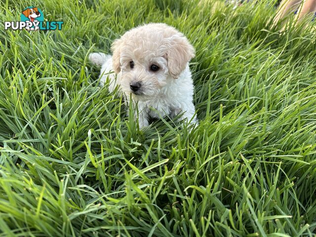 Female Moodle Puppies | 3/4 Toy Poodle, 1/4 Maltese