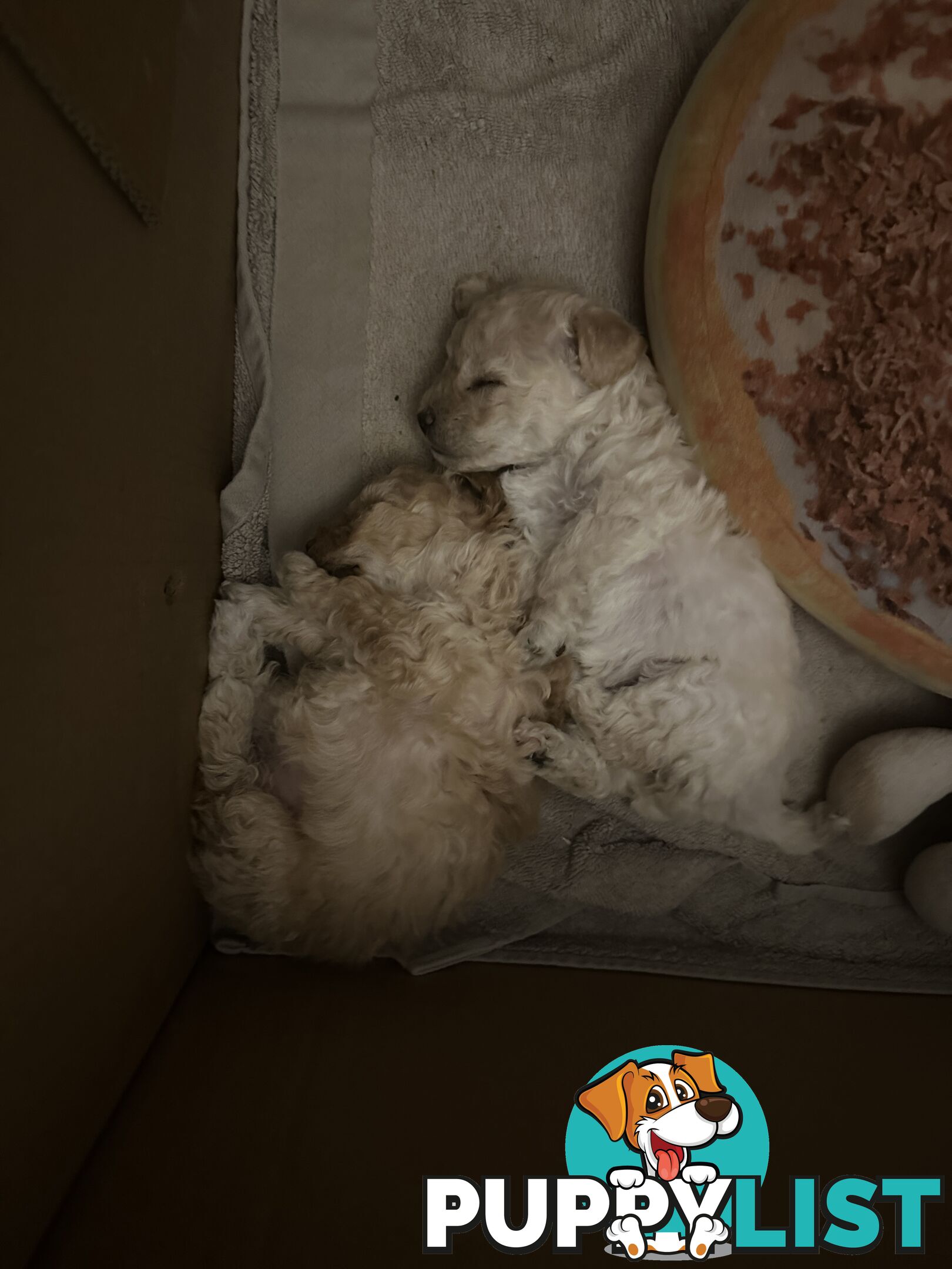 Female Moodle Puppies | 3/4 Toy Poodle, 1/4 Maltese