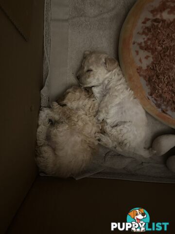 Female Moodle Puppies | 3/4 Toy Poodle, 1/4 Maltese