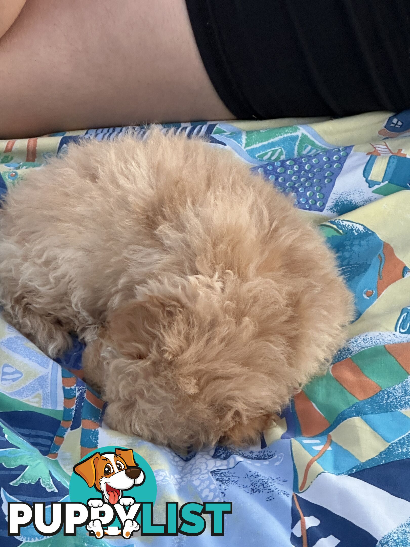 Female Moodle Puppies | 3/4 Toy Poodle, 1/4 Maltese