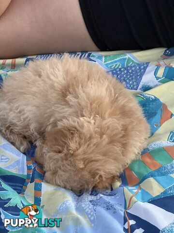 Female Moodle Puppies | 3/4 Toy Poodle, 1/4 Maltese