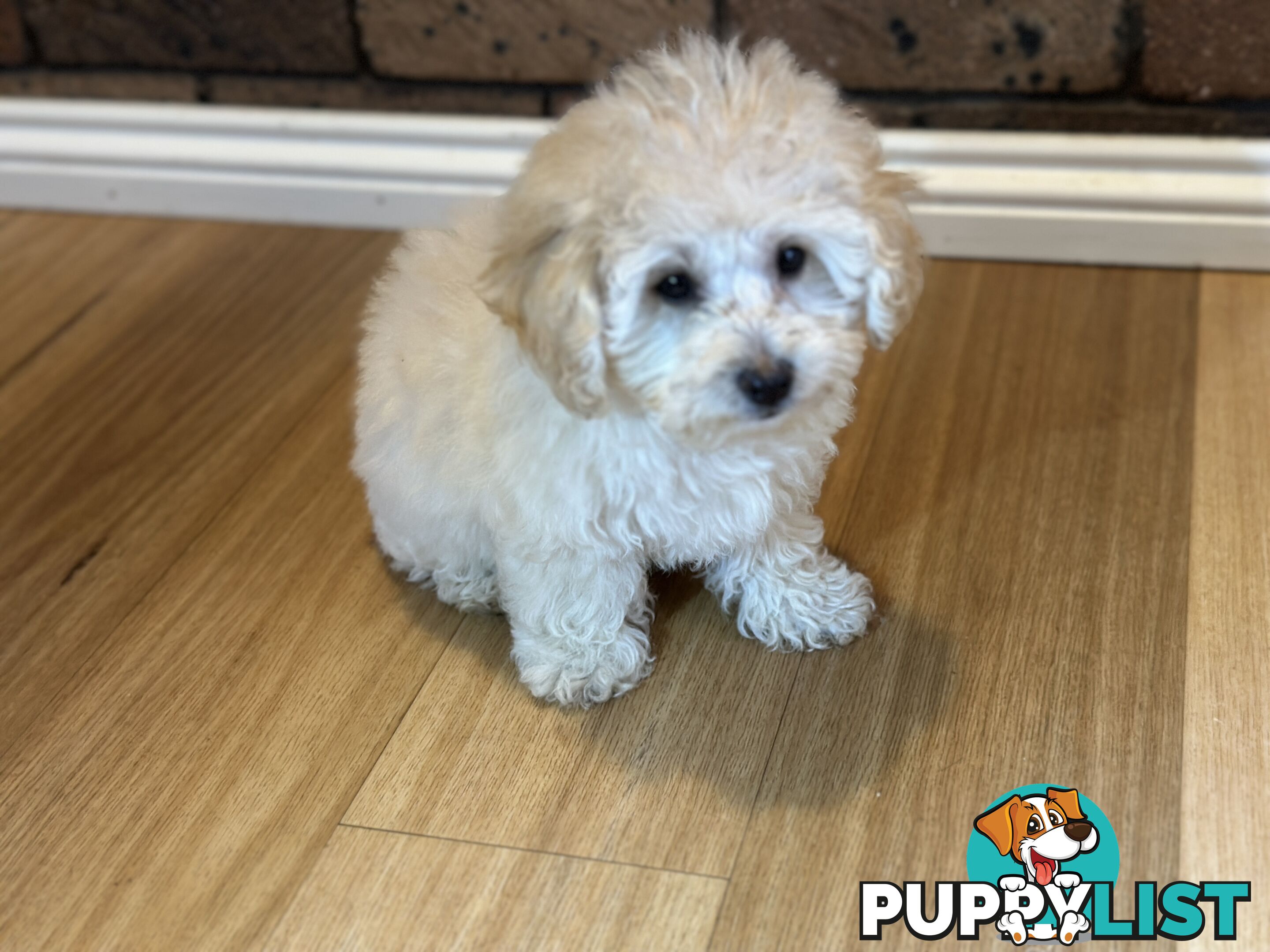 Female Moodle Puppies | 3/4 Toy Poodle, 1/4 Maltese