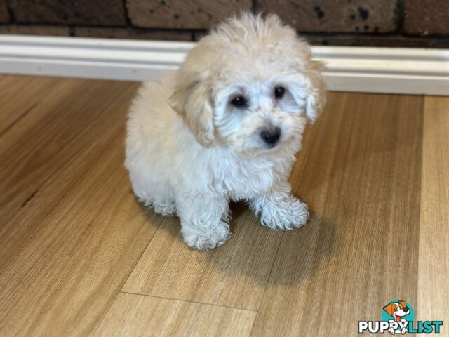 Female Moodle Puppies | 3/4 Toy Poodle, 1/4 Maltese