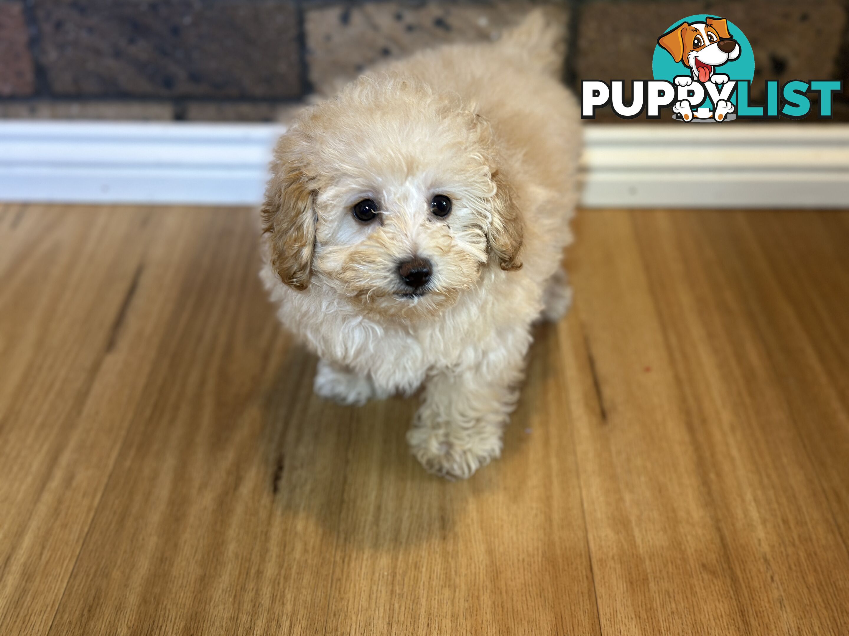 Female Moodle Puppies | 3/4 Toy Poodle, 1/4 Maltese