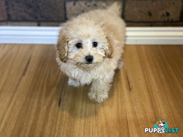 Female Moodle Puppies | 3/4 Toy Poodle, 1/4 Maltese