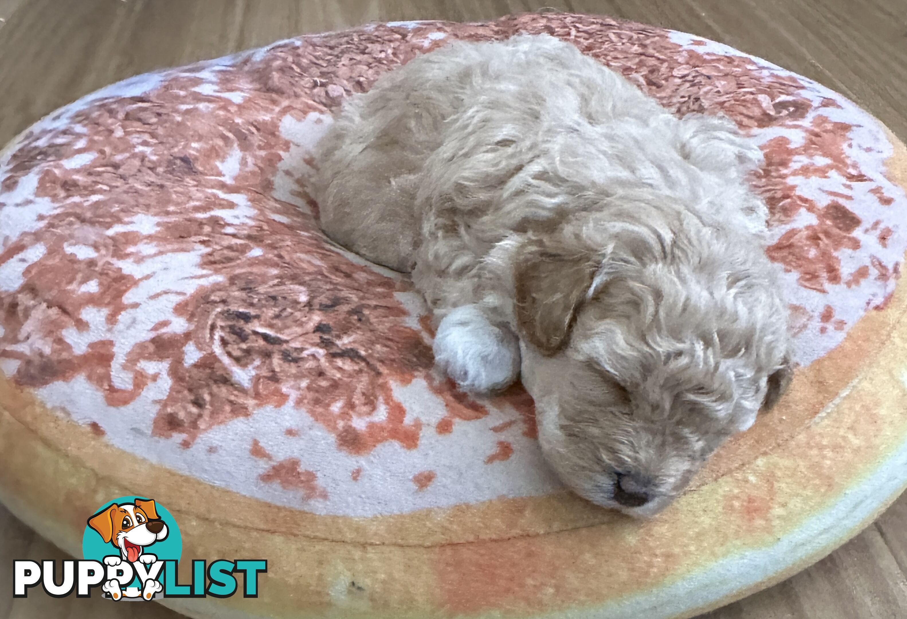 Female Moodle Puppies | 3/4 Toy Poodle, 1/4 Maltese