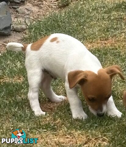 FOX TERRIER