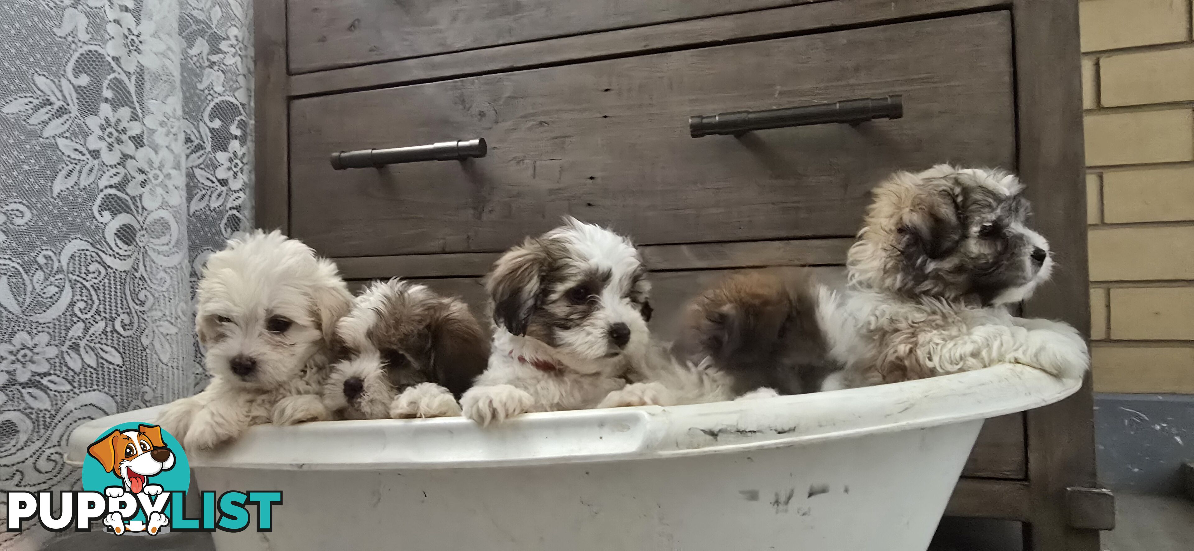 Maltese Shih Tzu puppies